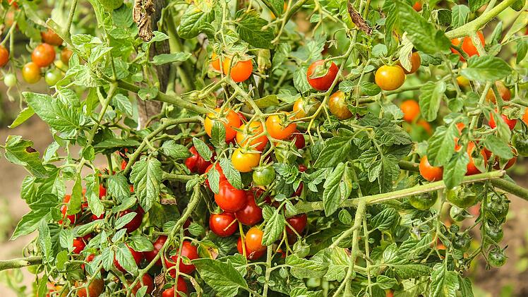 Tomatenblätter auf der Haut zerrieben, beugt Insektenstichen vor.