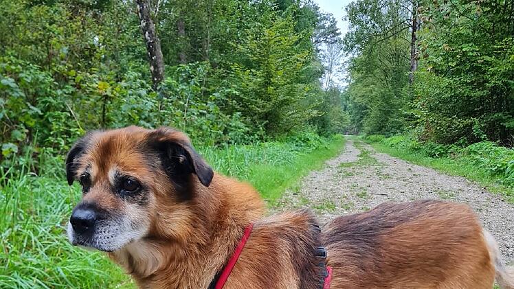 Tierheim Nürnberg: Not-OP rettete Hund Tommy das Leben - nun hofft er auf ein Happy End