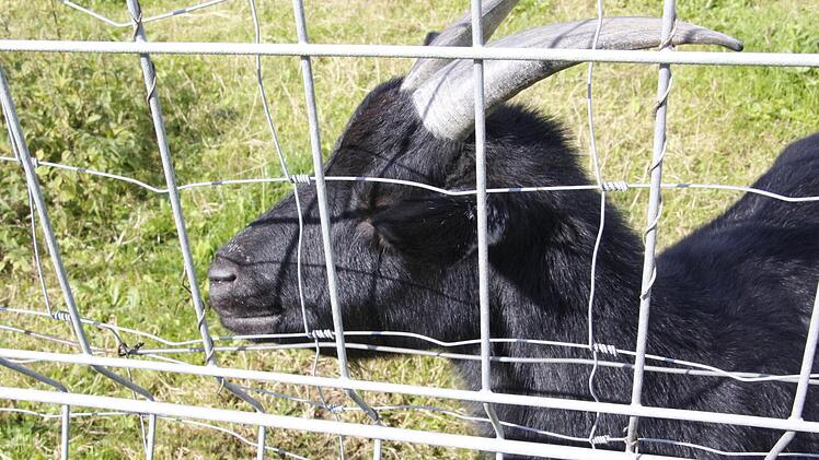 Dieser Bock hat Gesellschaft bekommen.