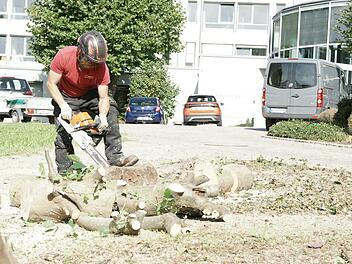 Ein Mitarbeiter der Firma Allgemeiner Baumdienst Olaf de Vries zerlegte am Freitag einen Baum, um Baufreiheit f&uuml;r das neue MedZentrum in Bad Br&uuml;ckenau zu schaffen.  Foto: Steffen Standke
