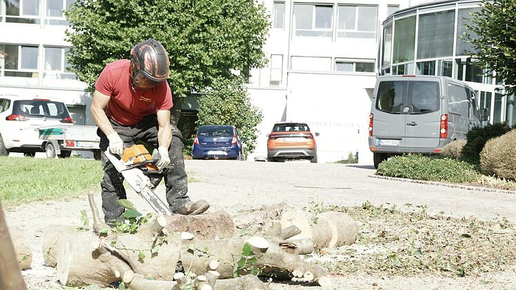Ein Mitarbeiter der Firma Allgemeiner Baumdienst Olaf de Vries zerlegte am Freitag einen Baum, um Baufreiheit f&uuml;r das neue MedZentrum in Bad Br&uuml;ckenau zu schaffen.  Foto: Steffen Standke