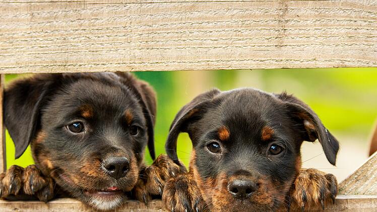 Tierheim Bamberg befürchtet Abgabe von "Corona-Hunden"