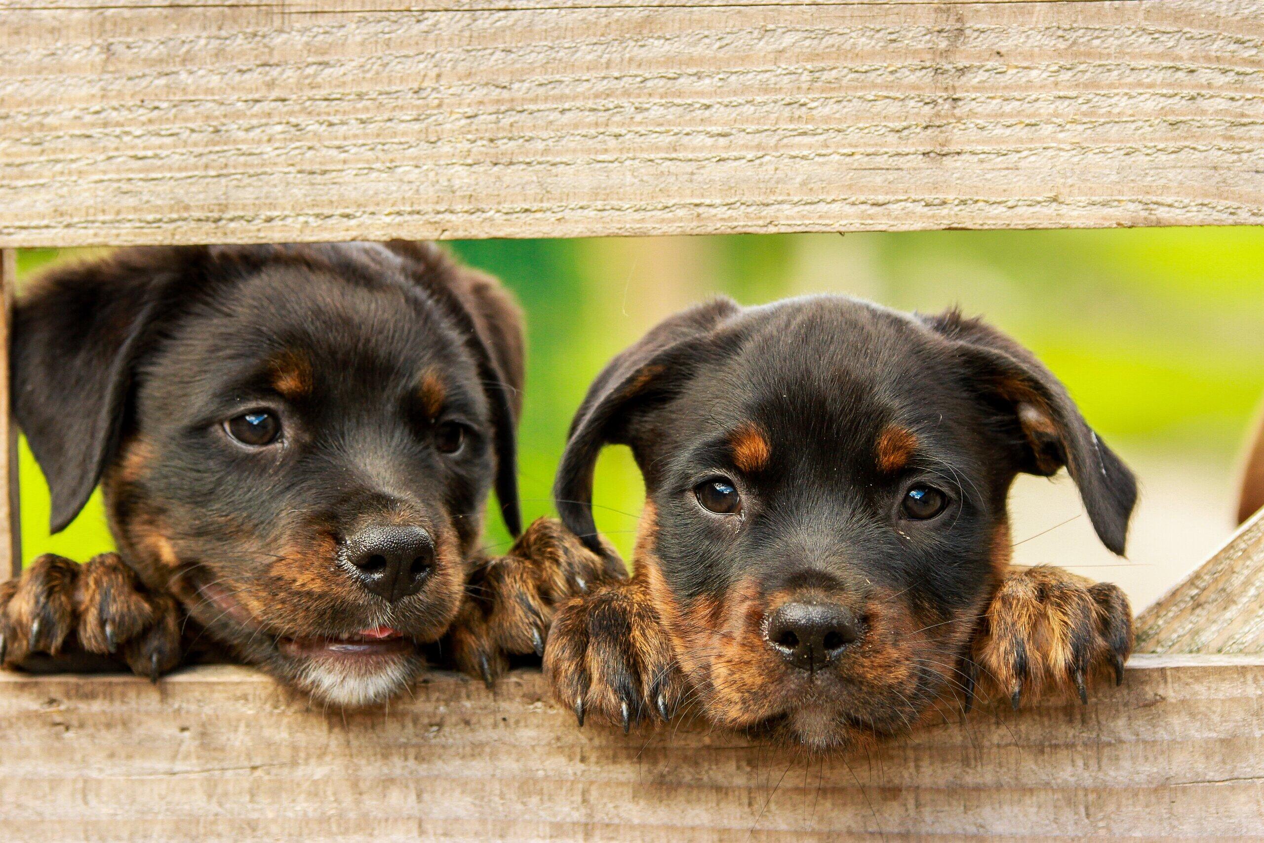 Tierheim Bamberg "CoronaHunde" Tierschützer rechnen mit Rückgabewelle