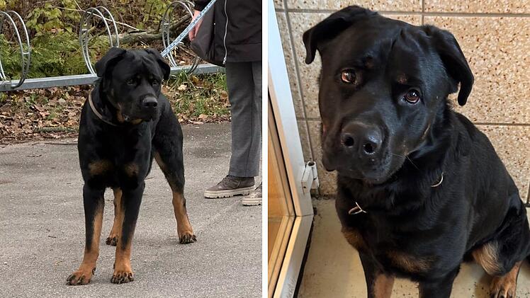 Tierheim Bamberg: "Riesenbaby" Balu trauert nach großem Verlust