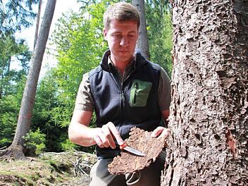 Förster Stefan Blumrich will zusammen mit Kollegen erklären, wie Waldbesitzer erkennen, ob sie ein Borkenkäfer-Problem haben. Wie geht man mit dem Holz um?  Fotos: Carmen Schmitt