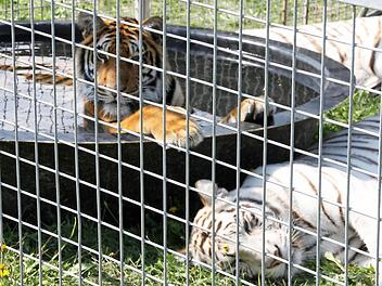 Auch wenn sie natürlich hinter Gittern gehalten werden müssen: Besonders gequält sehen die Tiger im Zoo des Circus Krone nicht aus. Das bescheinigt auch der Bad Kissinger Amtstierarzt Dr. Thomas Koy nach. Foto: Edgar Bartl