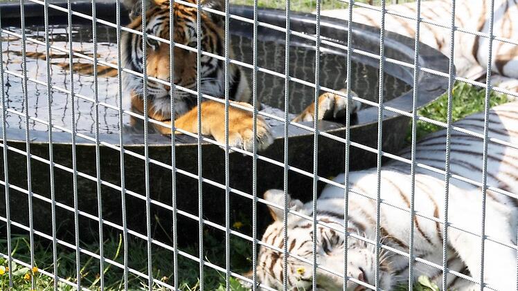 Auch wenn sie natürlich hinter Gittern gehalten werden müssen: Besonders gequält sehen die Tiger im Zoo des Circus Krone nicht aus. Das bescheinigt auch der Bad Kissinger Amtstierarzt Dr. Thomas Koy nach. Foto: Edgar Bartl