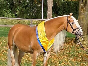 Siegerstute Balea auf der Bayernschau in München Riem.