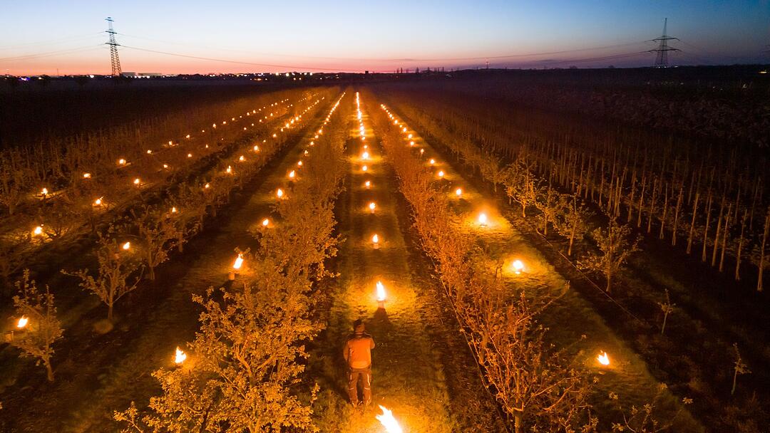 Obstbauern sch&uuml;tzen Pflanzen vor Frost