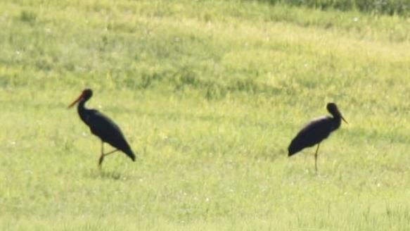 Ein Schwarzstorch-Paar wurde auch heuer auf  einer Wiese  nahe Weißenbrunn gesichtet. Es dürfte sich um Exemplare aus dem Bürgerwald handeln, die - weil  geschützt - aus naturschutzfachlicher Sicht den Bau von Windrädern als nicht genehmigungsfähig erschienen ließen.pr