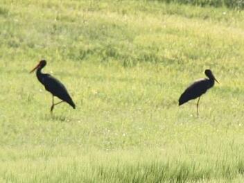 Ein Schwarzstorch-Paar wurde auch heuer auf  einer Wiese  nahe Weißenbrunn gesichtet. Es dürfte sich um Exemplare aus dem Bürgerwald handeln, die - weil  geschützt - aus naturschutzfachlicher Sicht den Bau von Windrädern als nicht genehmigungsfähig erschienen ließen.pr