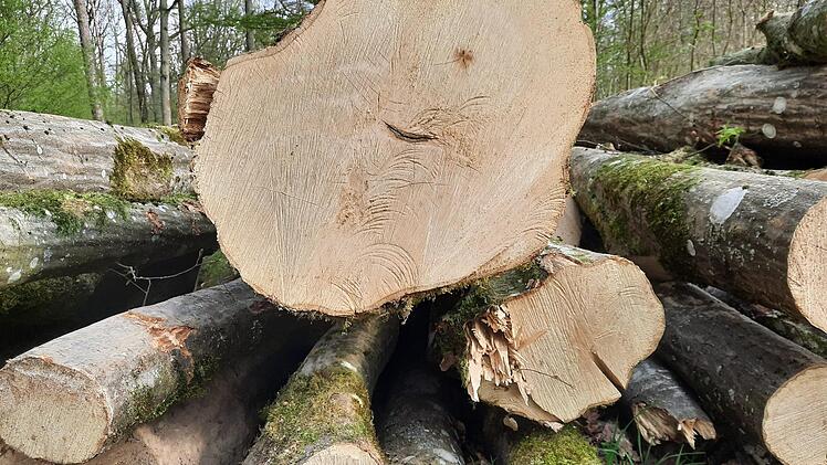 Der Revierleiter erklärte dem Gemeinderat Euerdorf die Differenz aus Soll und Ist des Hiebsatzes mit der Tatsache, dass sich ein größerer Vorrat aufgestaut hatte. Symbolfoto: Martina Straub