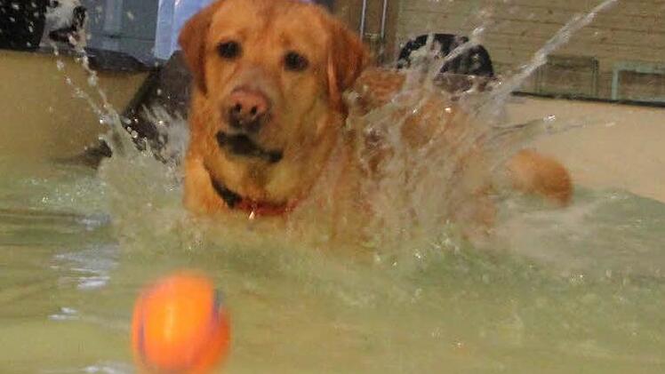 Sam hat sichtlich Spaß im Wasser.  Foto: Diana Fuchs