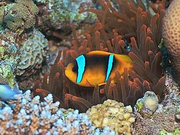 Manchmal kann Bettina Sauvageot auch die Schönheit unter Wasser genießen, wenn sie zum Beispiel Gruppen führt und dabei Seesternen (Foto oben) oder Clownfischen begegnet. Fotos: privat