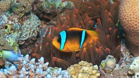 Manchmal kann Bettina Sauvageot auch die Schönheit unter Wasser genießen, wenn sie zum Beispiel Gruppen führt und dabei Seesternen (Foto oben) oder Clownfischen begegnet. Fotos: privat