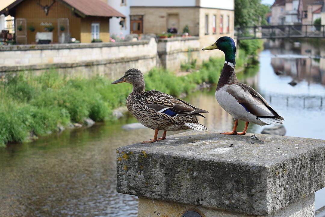 Die schönsten Fotos im Juni aus Kronach und Umgebung