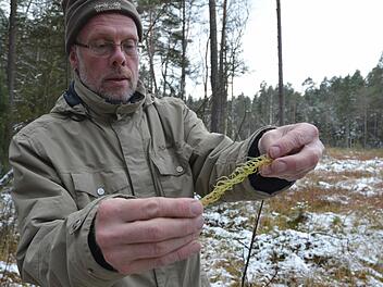 Biologe Frank Reißenweber zeigt eine Moospflanze, die durch Trockenheit blass geworden ist. Fotos: Rainer Lutz