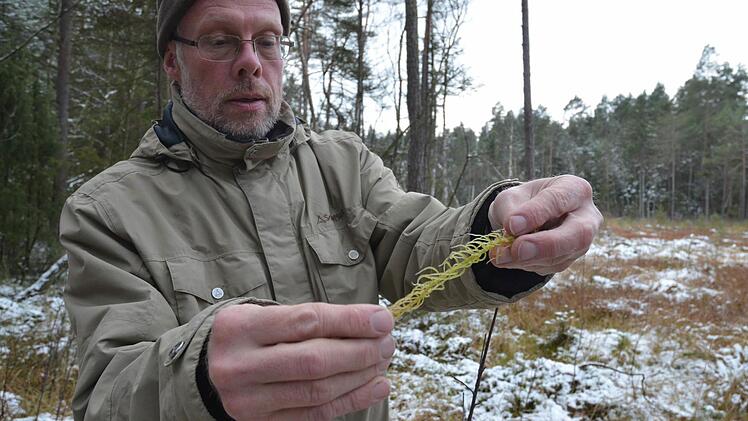 Biologe Frank Reißenweber zeigt eine Moospflanze, die durch Trockenheit blass geworden ist. Fotos: Rainer Lutz