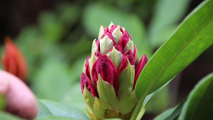 Eine junge Rhododendron-Blüte. Foto: Benedikt Borst