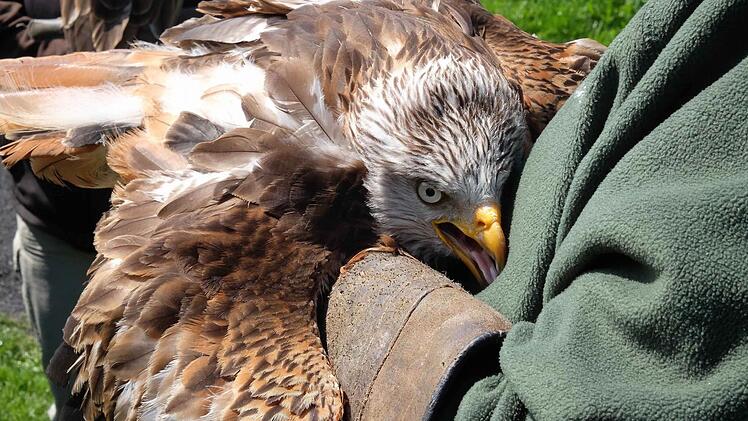 Der Greifvogel, ein Rotmilan, war eine Attraktion bei der Eröffnung des Brennerweges. Foto: Gerd Schaar