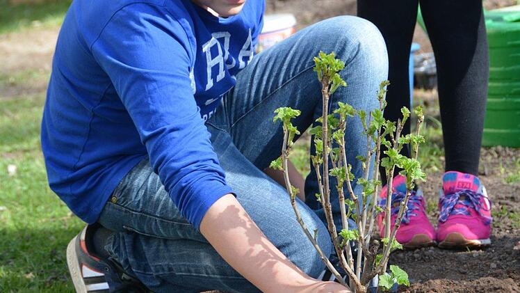 Beerenbeet: Pflanztag mit dem Gartenbauverein Melkendorf Foto: Dagmar Besand