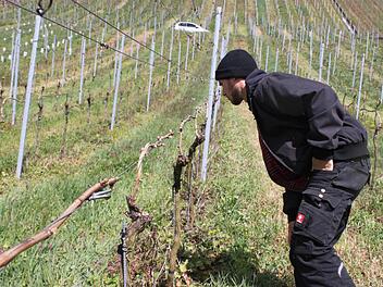 Winzer Sebastian Schick inspiziert die Knospen seiner Rebstöcke bei Ziegelanger. Fotos: Ronald Heck