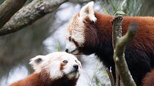 Kleine Pandas Zoo Dresden