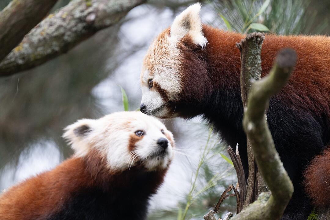 Kleine Pandas Zoo Dresden
