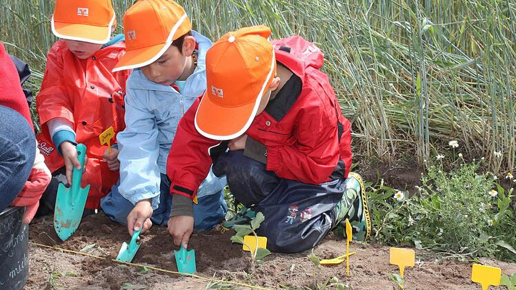 Die Kinder der Kita setzen ihre eigenen Pflanzen mit dem Namensschild zum Wiederfinden.