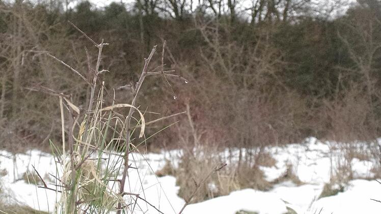 Aus diesem Magerrasen schießen schon wieder Büsche heraus. Hier soll jedoch das Zuwachsen der Landschaft verhindert werden.