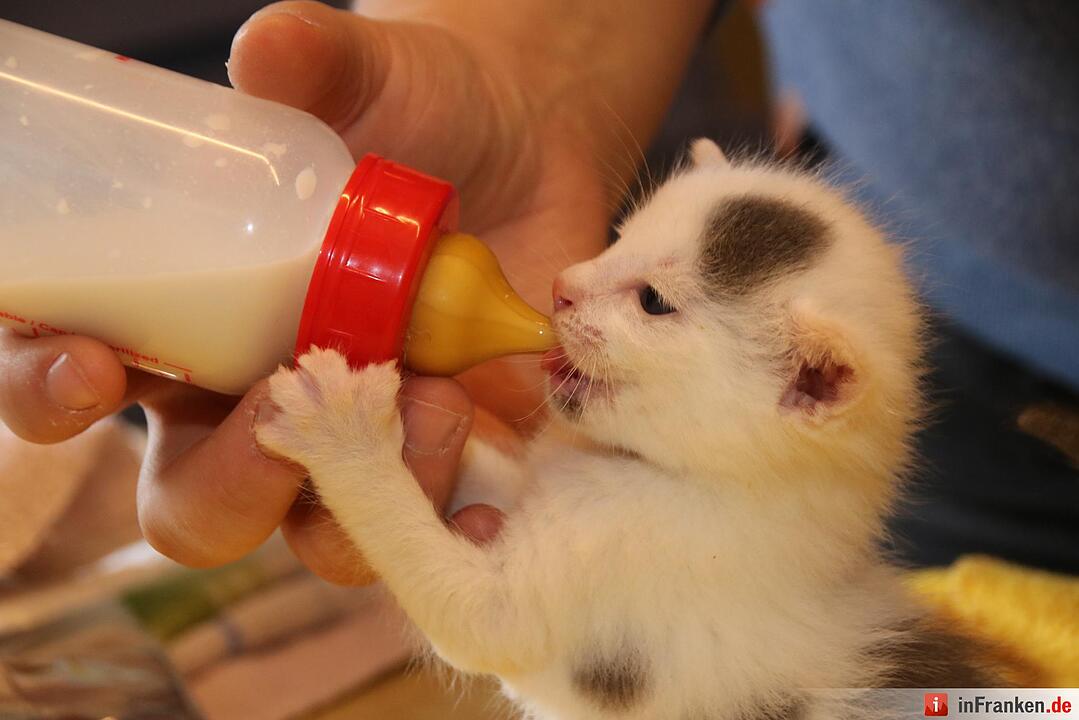 Der  Herbst bringt den Katzenblues in Unterfranken