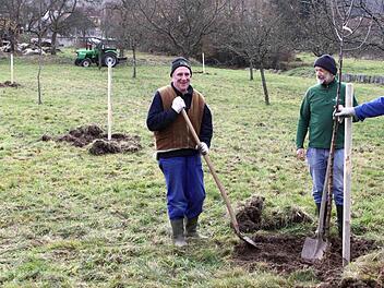Reinhard Geis (von links), Robert Hildmann und Erwin Muth auf der Wernarzer Streuobstwiese beim Pflanzen der Bäumchen. Im Hintergrund rechts  ist der historische Steinplattenzaun zu sehen. Thomas Dill