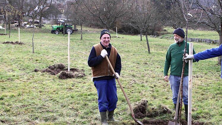 Reinhard Geis (von links), Robert Hildmann und Erwin Muth auf der Wernarzer Streuobstwiese beim Pflanzen der Bäumchen. Im Hintergrund rechts  ist der historische Steinplattenzaun zu sehen. Thomas Dill