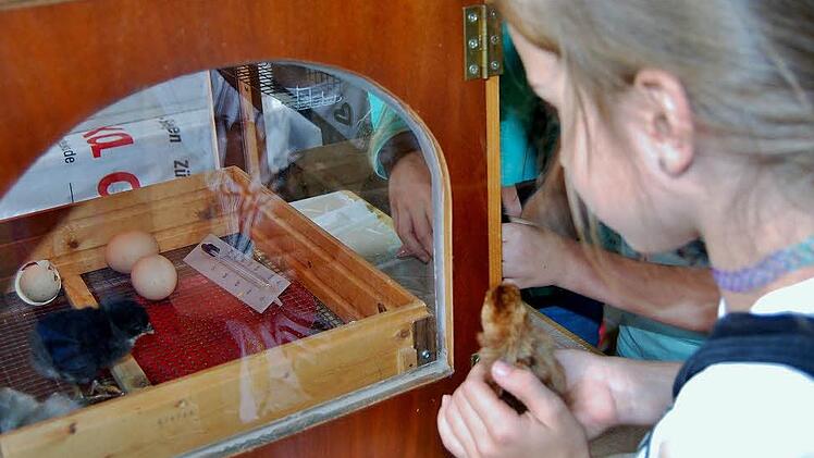 Viel geboten war beim Ferienprogramm der Kleintierzüchter. Foto: Sigismund von Dobschütz