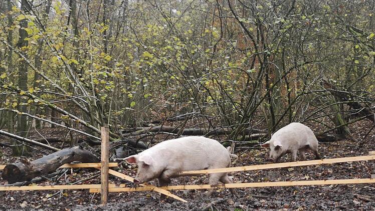 So ein paar Latten halten ein echtes Rupbodener Eichelmastschwein nicht auf.  Foto: Marion Eckert