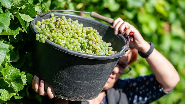 Beginn der Weinlese in der Pfalz