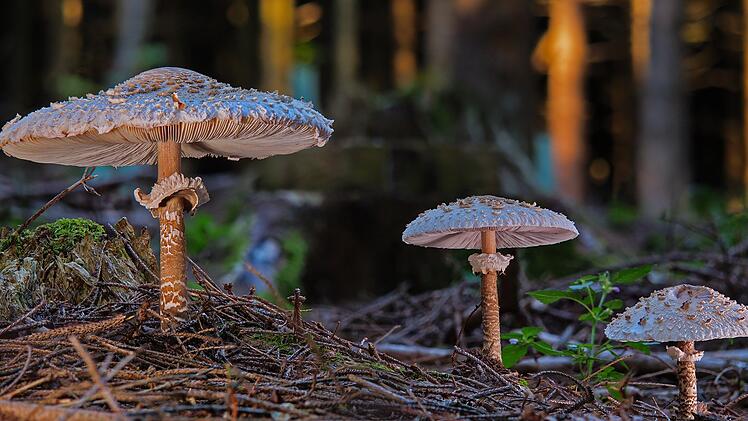 Der Parasol