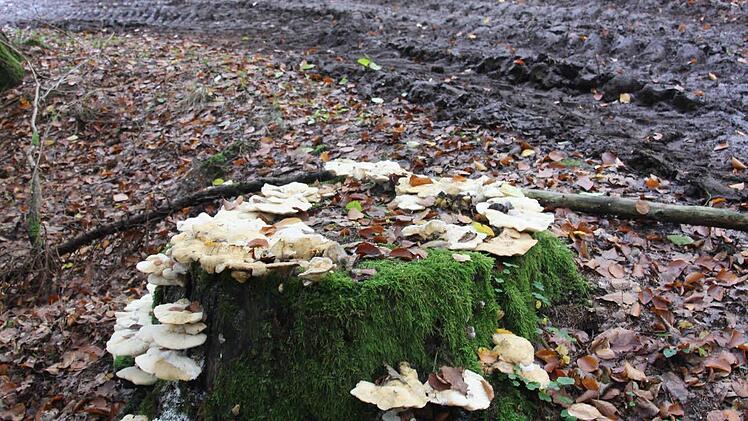 So vielfältig ist das Leben im Wald.  Foto: Diana Fuchs