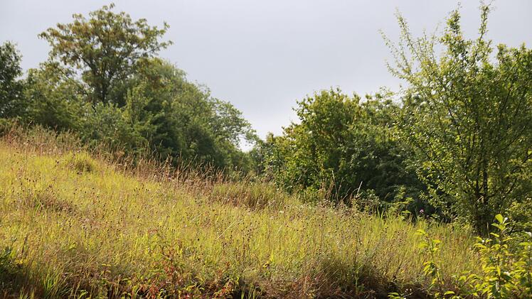 Naturbelassen und ungedüngt: So entsteht eine artenreiche Flora und Fauna. Foto: Matthias Einwag