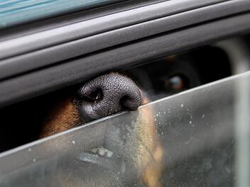 Erlangen: Hund in hei&szlig;em Auto zur&uuml;ckgelassen - Rettung endet schmerzhaft