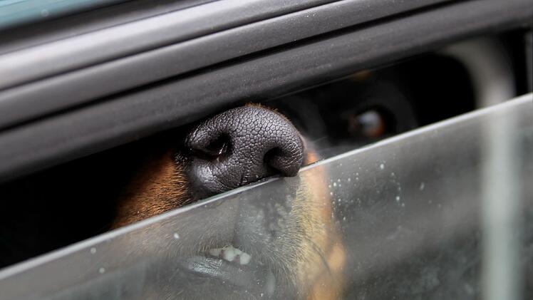 Erlangen: Hund in hei&szlig;em Auto zur&uuml;ckgelassen - Rettung endet schmerzhaft