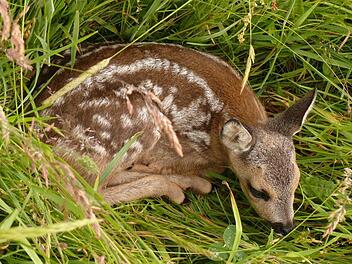 Ein Rehkitz liegt bewegungslos im Gras. Es hat in den ersten Lebenstagen keinen Eigengeruch. Fressfeinde haben es schwer, das kleine Tier zu finden. Erst im Alter von zwei bis vier Wochen ist es fähig, zu flüchten. Wenn die Mähmaaschine naht, hat es keine Chance. Foto: Archiv