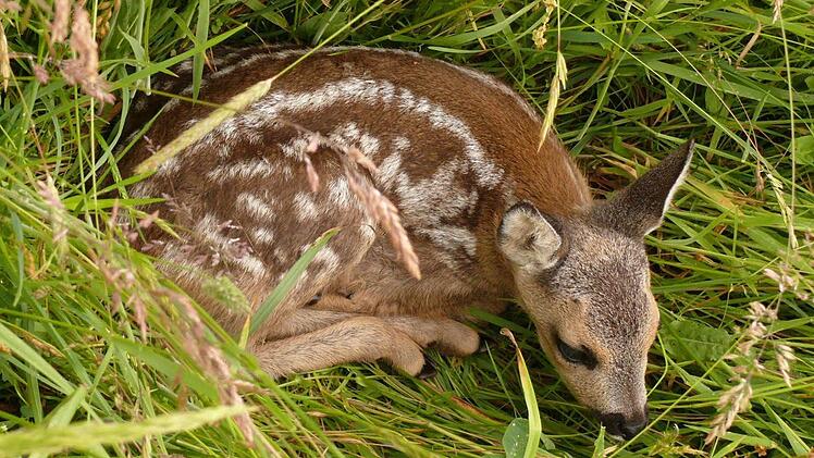 Ein Rehkitz liegt bewegungslos im Gras. Es hat in den ersten Lebenstagen keinen Eigengeruch. Fressfeinde haben es schwer, das kleine Tier zu finden. Erst im Alter von zwei bis vier Wochen ist es fähig, zu flüchten. Wenn die Mähmaaschine naht, hat es keine Chance. Foto: Archiv