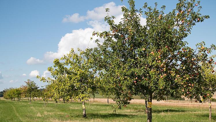 So sollen die Streuobstwiesen im fränkischen Saaletal aussehen. 100 Allianz-Bäume helfen diese Absicht zu realisieren. Foto: Stephanie Kunder