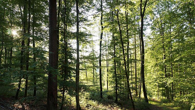 So sieht ein Waldbestand nach einem Umbau aus: Die Bäume stehen licht. Vom Boden bis zu den Wipfeln gibt es Grün. Foto: Guzy