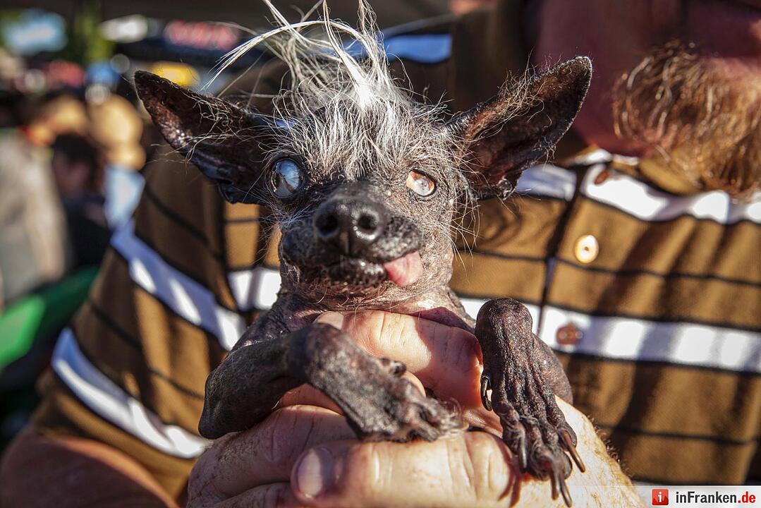 2016 World's Ugliest Dog Contest in California