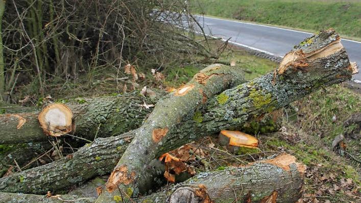 Gefällte Baumstämme an der Straße Hummelmarter-Trossenfurt nahe dem "Hummelhof"  Foto: Klaus Schmitt
