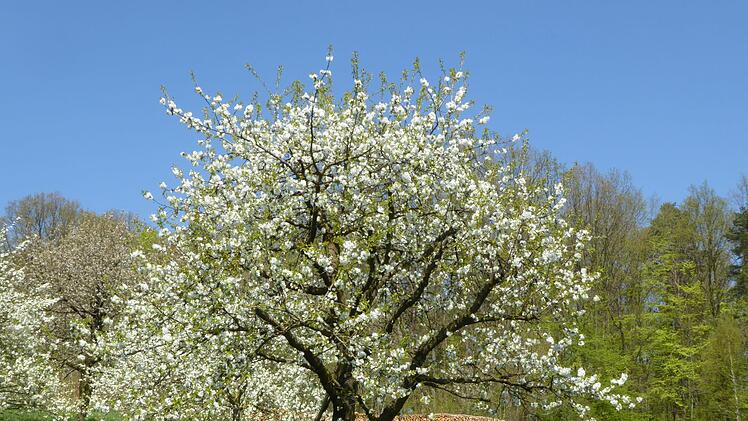 Kirschblüte bei Buttenheim