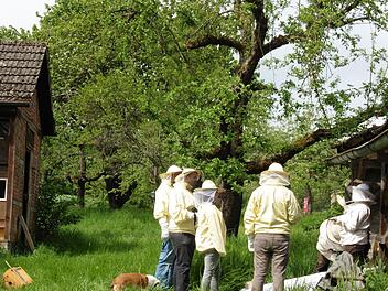 Das Leader-Projekt Mensch - Biene - Bildung ist eines von 17. Auf dem Foto zu sehen sind Bienenhirten im Bienengarten in Maria Bildhausen.