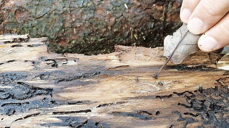 Der Borkenkäfer hat auch den Bäumen im Marktschorgaster Gemeindewald gehörig zugesetzt. Foto: Archiv/dpa